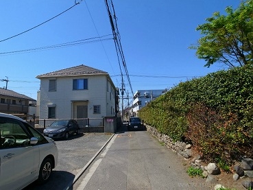 コスモス３１写真