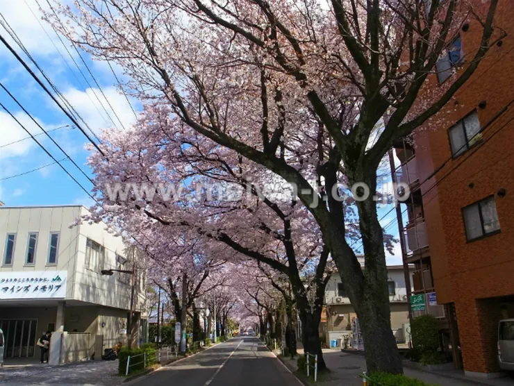コート櫻参道の写真5