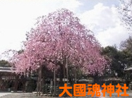 大國魂神社の桜