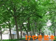 けやき並木