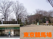 東京競馬場