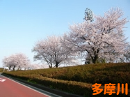 多摩川の桜