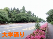 大学通り